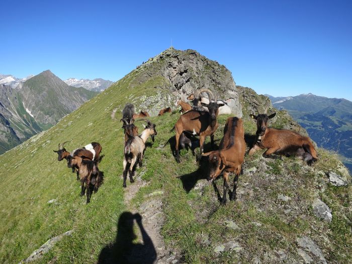 Capritele stau la pozat