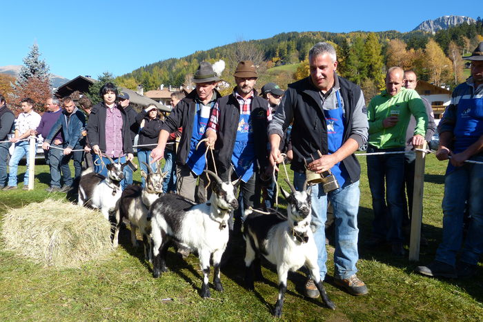 Defilarea caprelor Paun-43