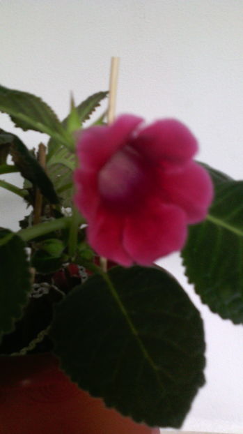 Slipper rosu 21.08.016 - 1GLOXINIA-2016