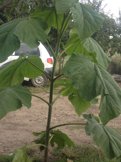  - paulownia puieti 2016