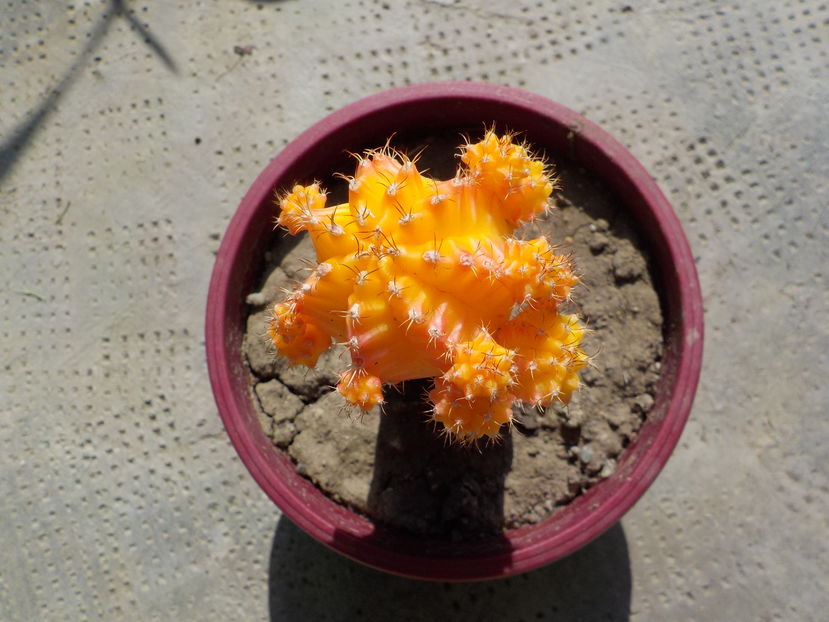 pierdut - Genul Gymnocalycium