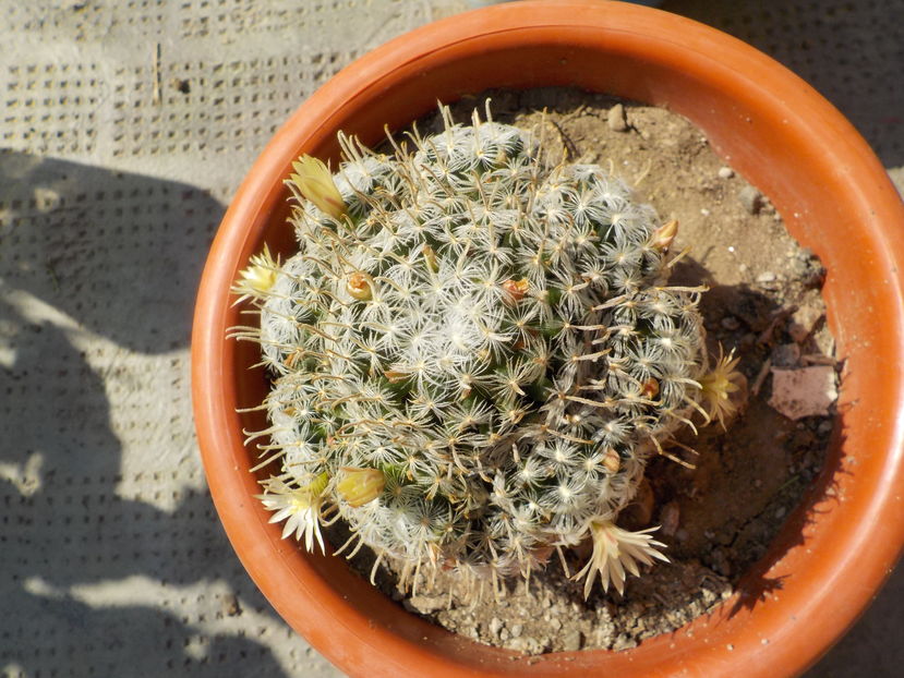 mammilaria duwei - CACTUSI si SUCULENTE