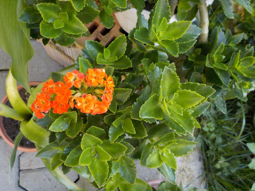  - Genul Kalanchoe