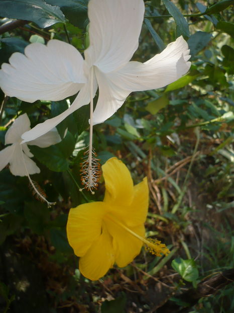 P1290353 - HIBISCUSI 2016-5