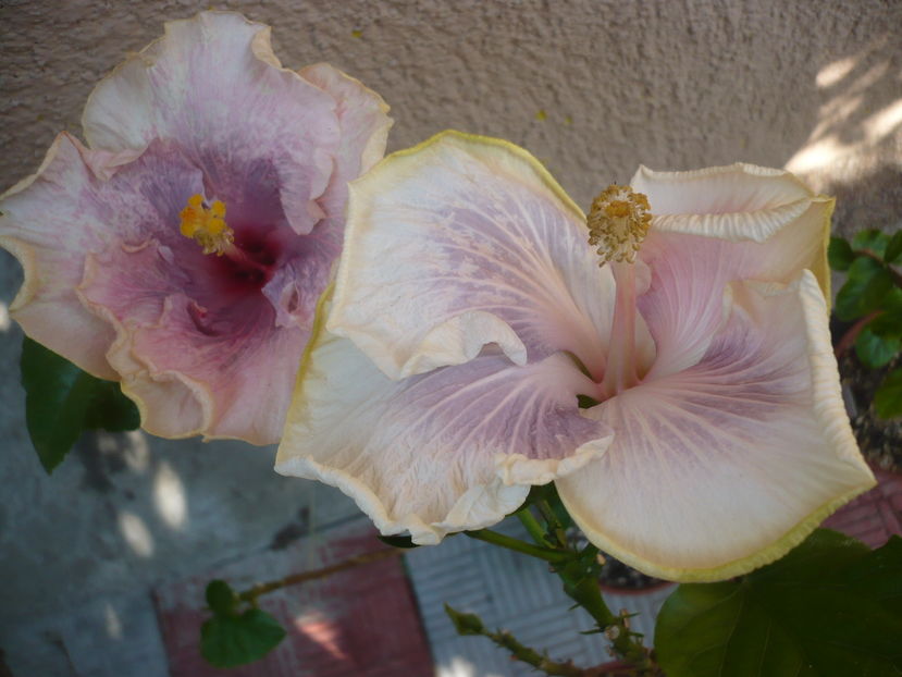 P1290361 - HIBISCUSI 2016-5
