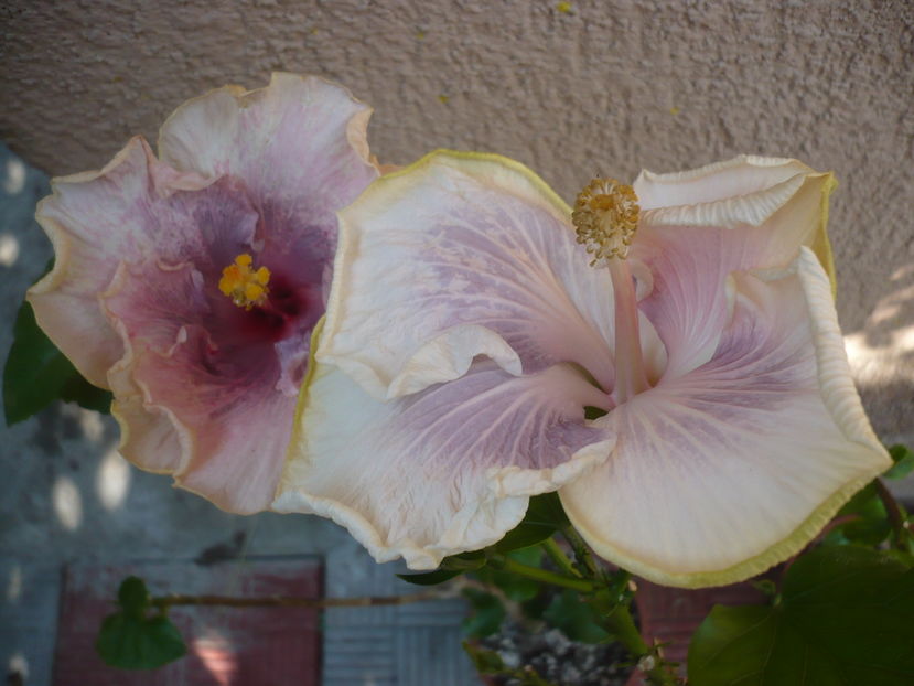 P1290362 - HIBISCUSI 2016-5