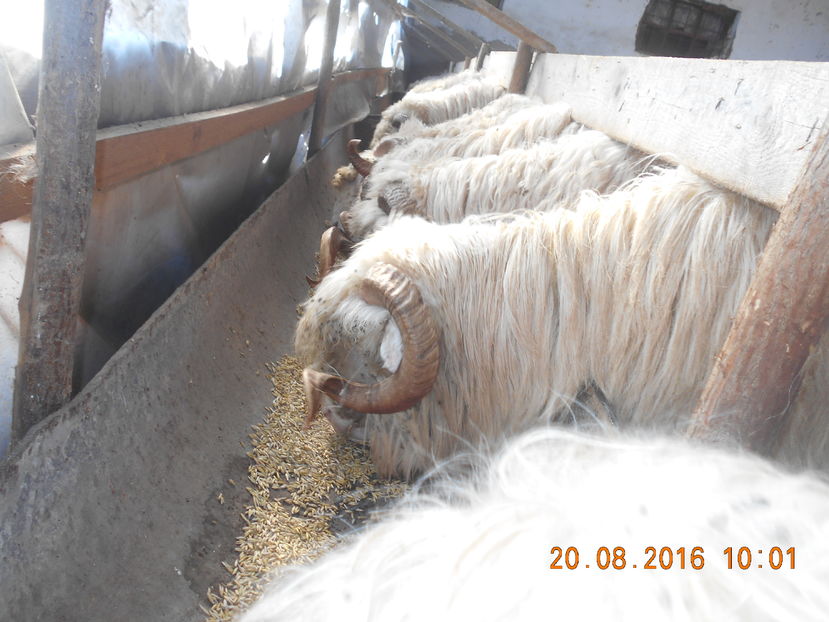 Picture 438 - Berbeci 2015-2016