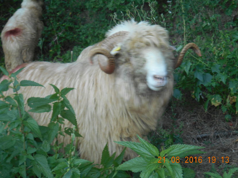 Picture 588 - Berbeci 2015-2016