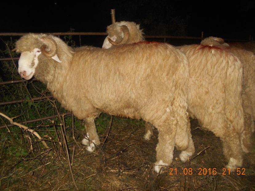 Picture 611 - Berbeci 2015-2016