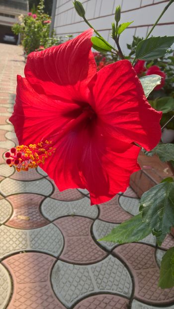  - Hibiscus Kyoto Red