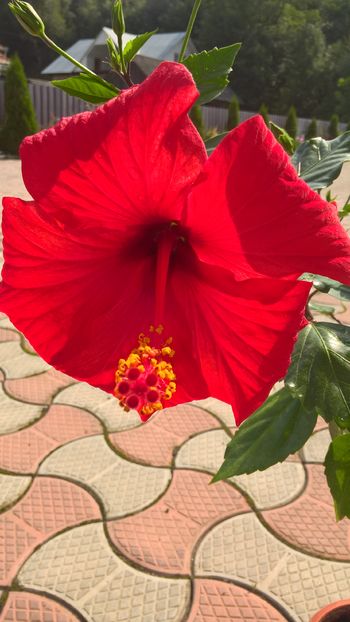  - Hibiscus Kyoto Red