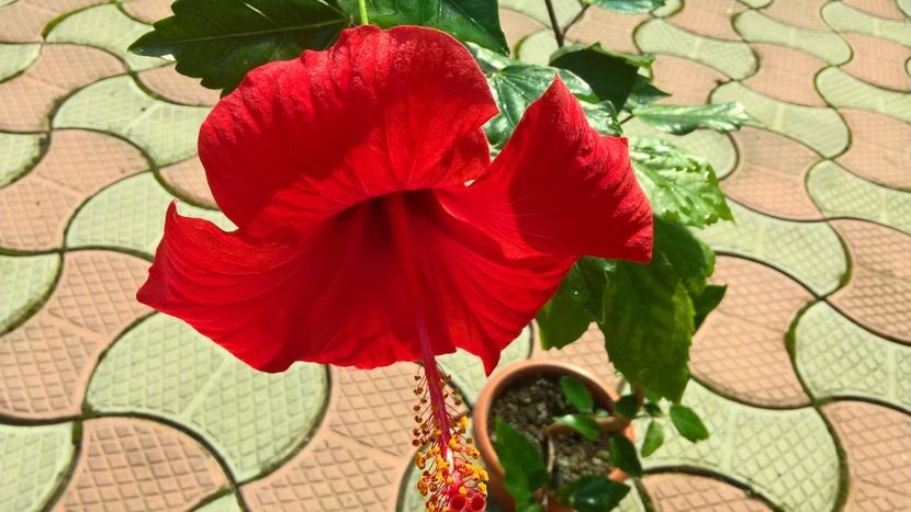  - Hibiscus Kyoto Red