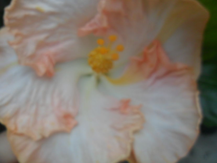  - hibiscusi 2016-5