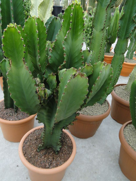  - Cactus Nursery Ariane - Belgia