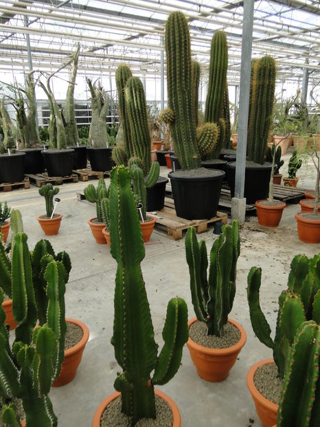  - Cactus Nursery Ariane - Belgia