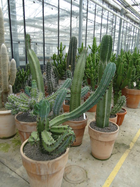  - Cactus Nursery Ariane - Belgia