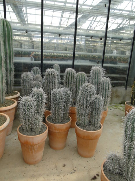  - Cactus Nursery Ariane - Belgia
