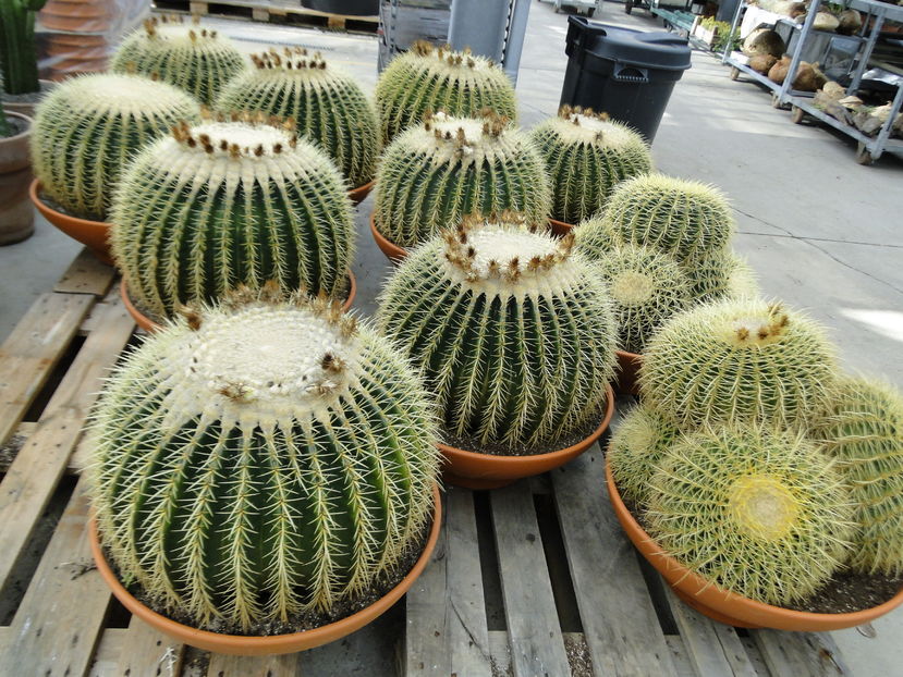  - Cactus Nursery Ariane - Belgia