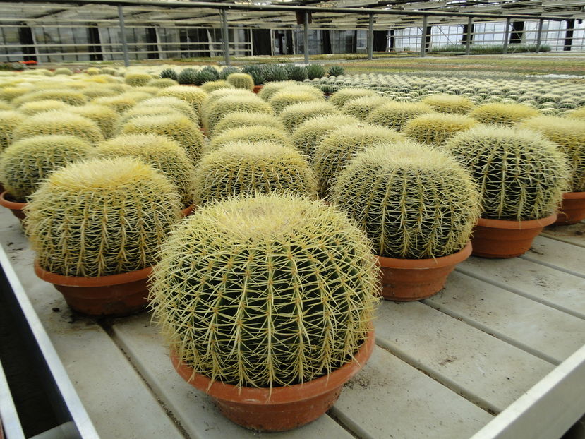  - Cactus Nursery Ariane - Belgia