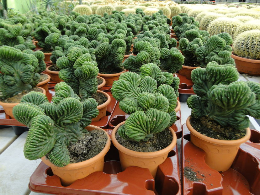  - Cactus Nursery Ariane - Belgia