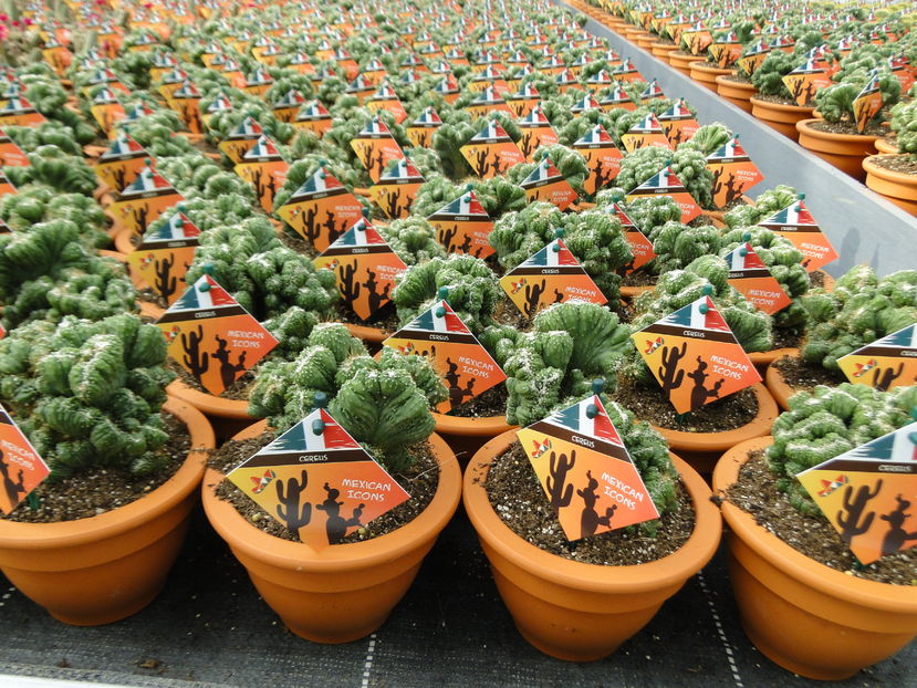  - Cactus Nursery Ariane - Belgia