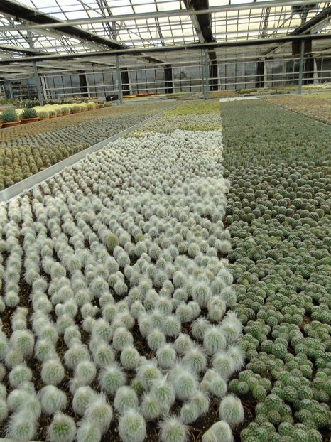  - Cactus Nursery Ariane - Belgia