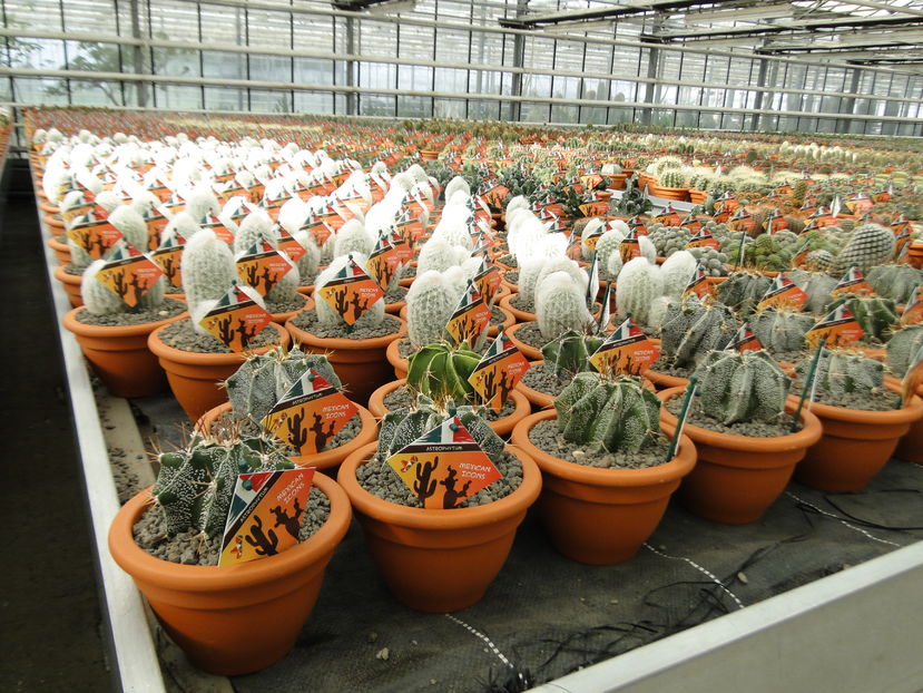  - Cactus Nursery Ariane - Belgia