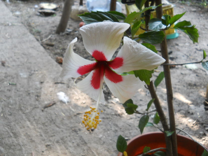 Ibitza - Flori apartament