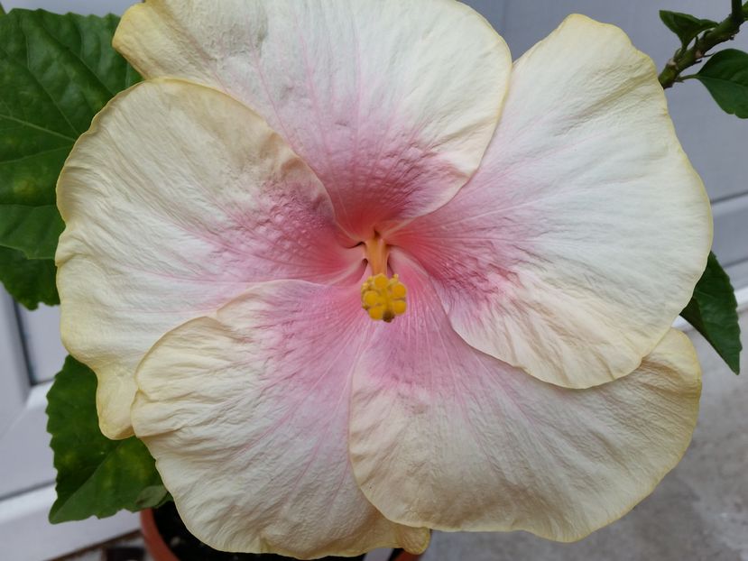  - tahitian lavender pastel