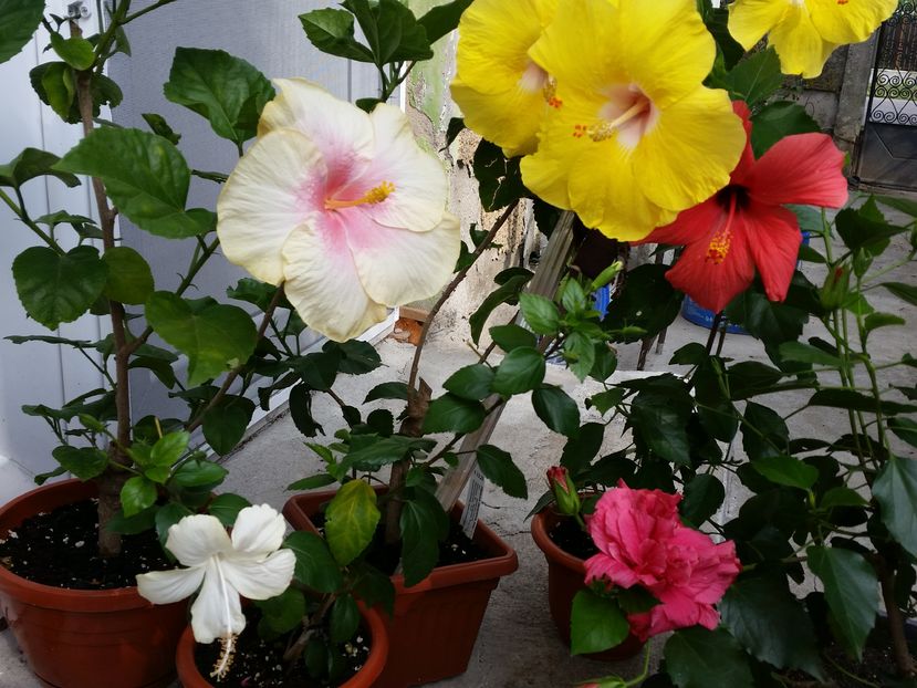  - hibiscus