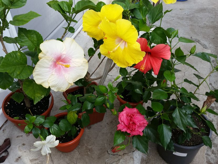  - hibiscus