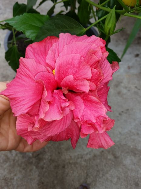 - hibiscus
