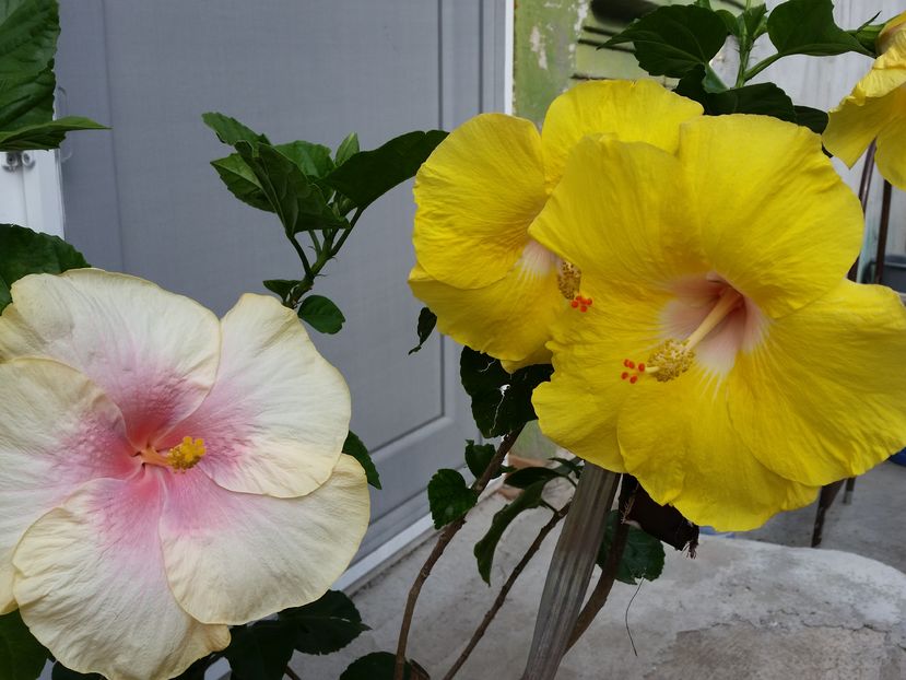  - hibiscus