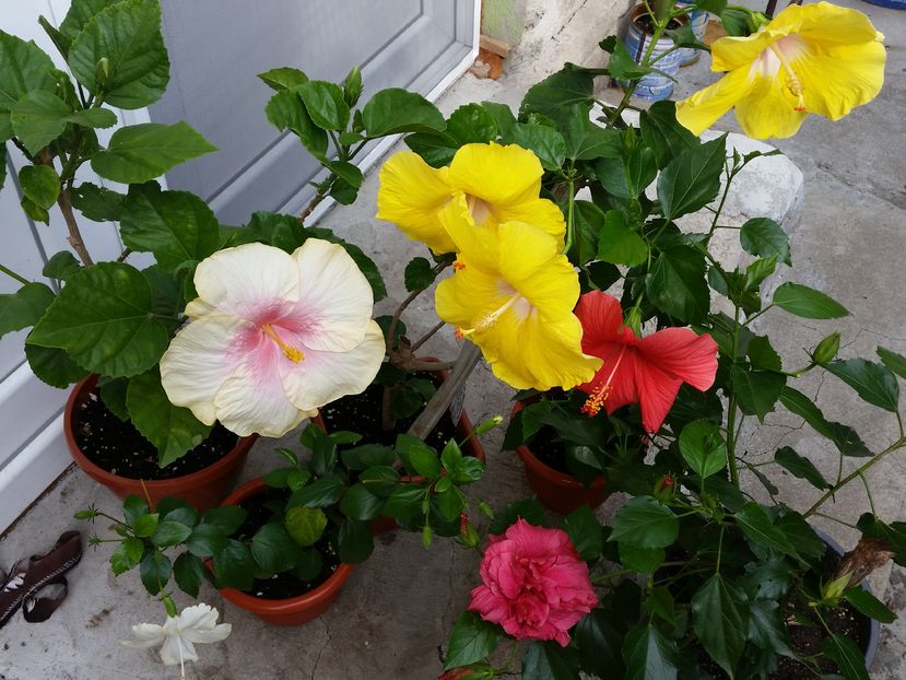  - hibiscus