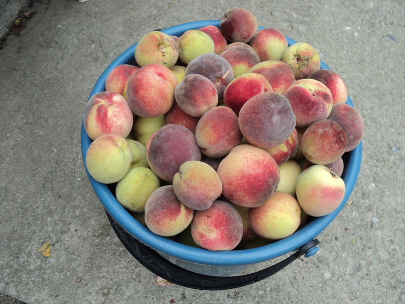piersici din vie,23 aug 2016