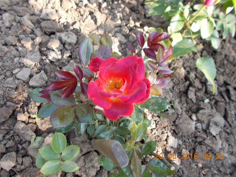  - TRANDAFIRI 2016