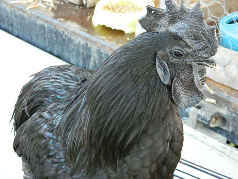  - Ayam Cemani