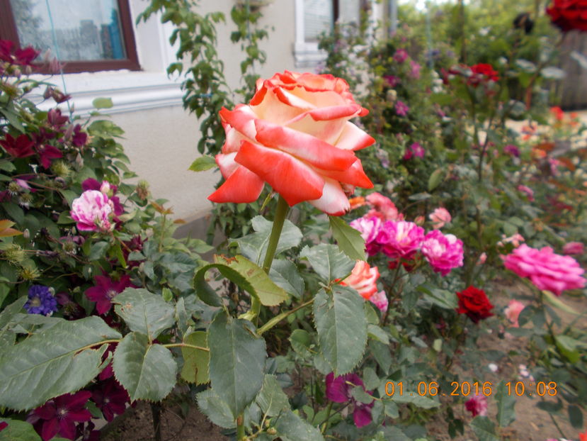 printesa farah - TRANDAFIRI 2016