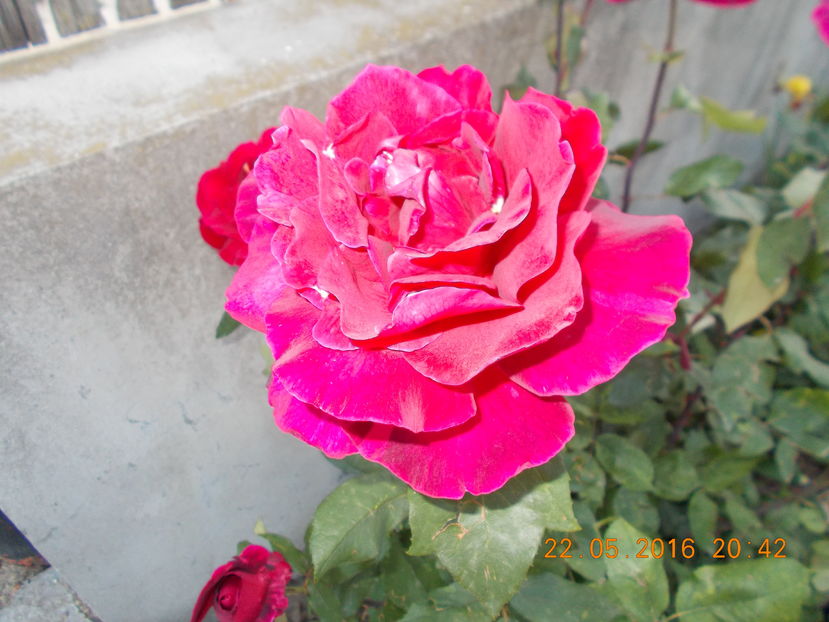 mister lincon - TRANDAFIRI 2016