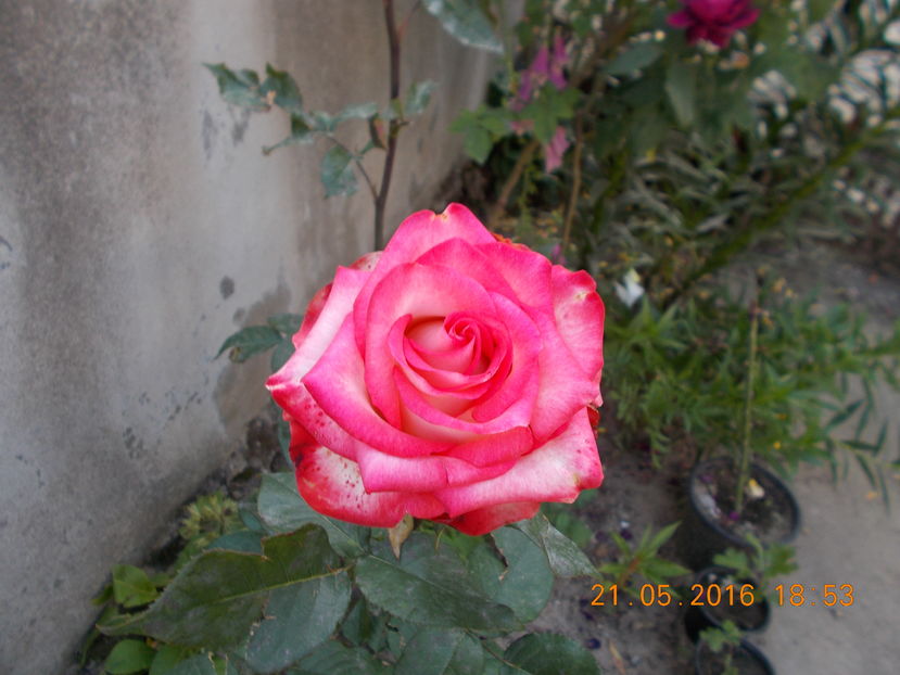  - TRANDAFIRI 2016