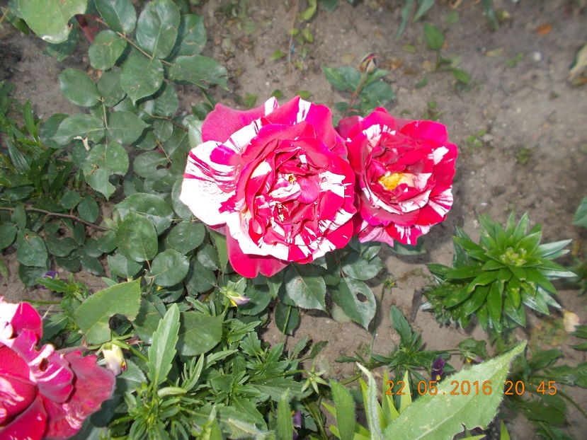 broceliande - TRANDAFIRI 2016