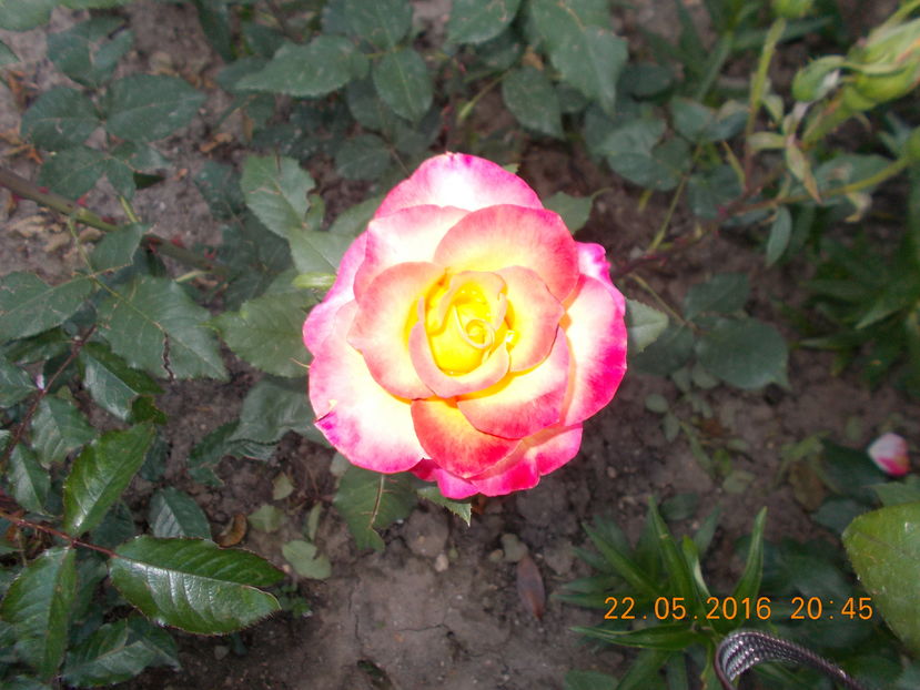 - TRANDAFIRI 2016