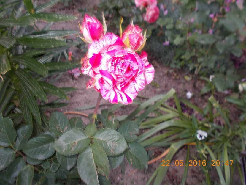 nr.39/helen15 - TRANDAFIRI 2016