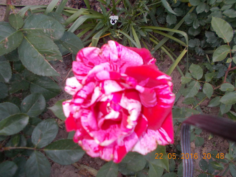 nr.30/helen15 - TRANDAFIRI 2016