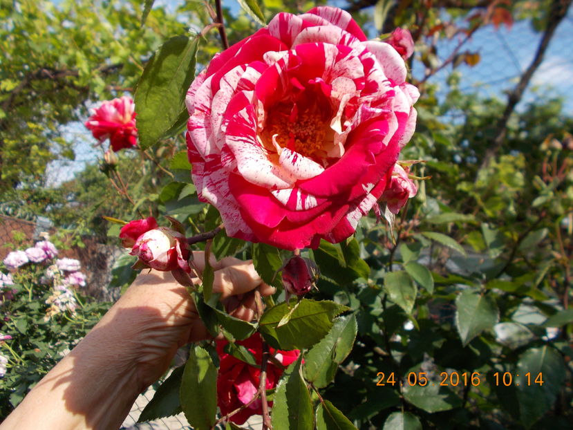 morinae - TRANDAFIRI 2016