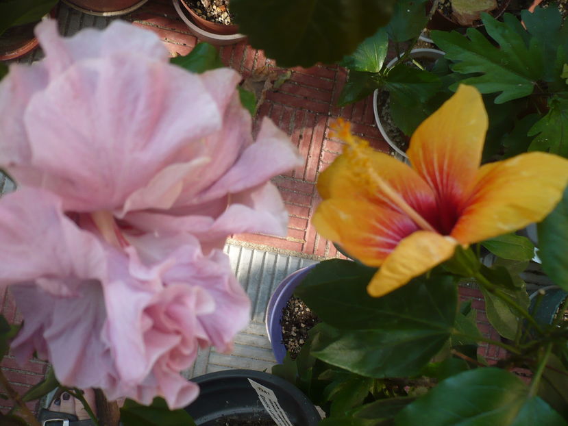 P1290382 - HIBISCUSI 2016-5