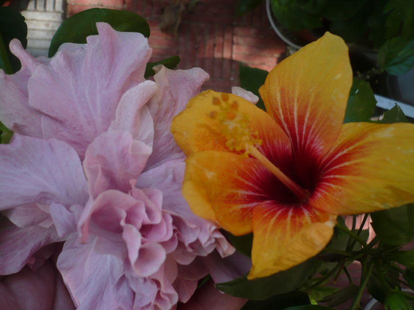 P1290383 - HIBISCUSI 2016-5