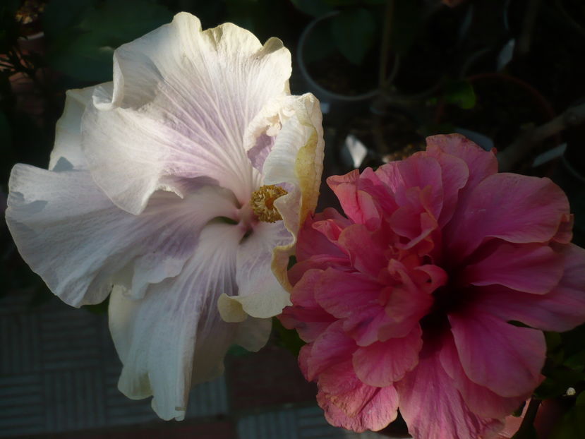 P1290384 - HIBISCUSI 2016-5