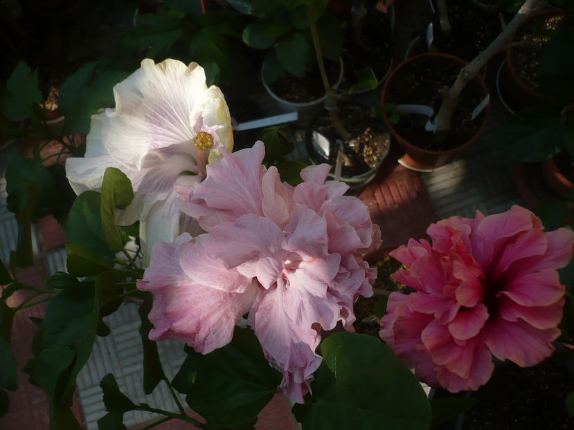 P1290386 - HIBISCUSI 2016-5