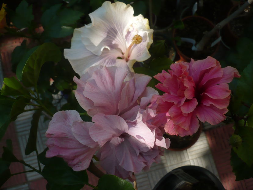 P1290387 - HIBISCUSI 2016-5